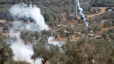 Des troupeaux de colons ‘israéliens’ attaquent les cueilleurs d'olives à Naplouse et Tulkarem