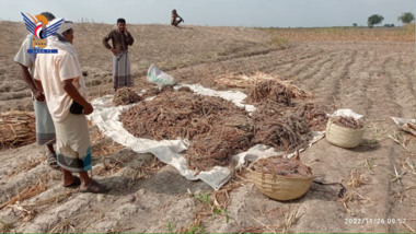 Start der Maisernte-Saison in den Distrikten Al-Mansuriya und Al-Marawa'a in Hodeidah