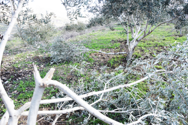 مستوطنون صهاينة يعتدون على منازل الفلسطينيين ويقتلعون أشجار زيتون في الخليل