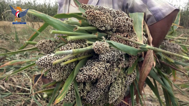 Einweihung der Maiserntesaison in Wadi Moore, Hodeidah