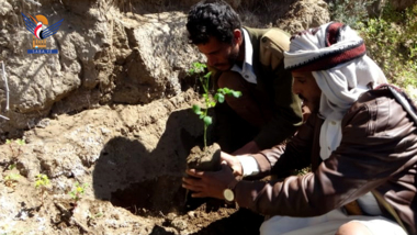 Einweihung der Pflanzung von 1.500 Moringa-Setzlingen im östlichen Sektor von Sana'a