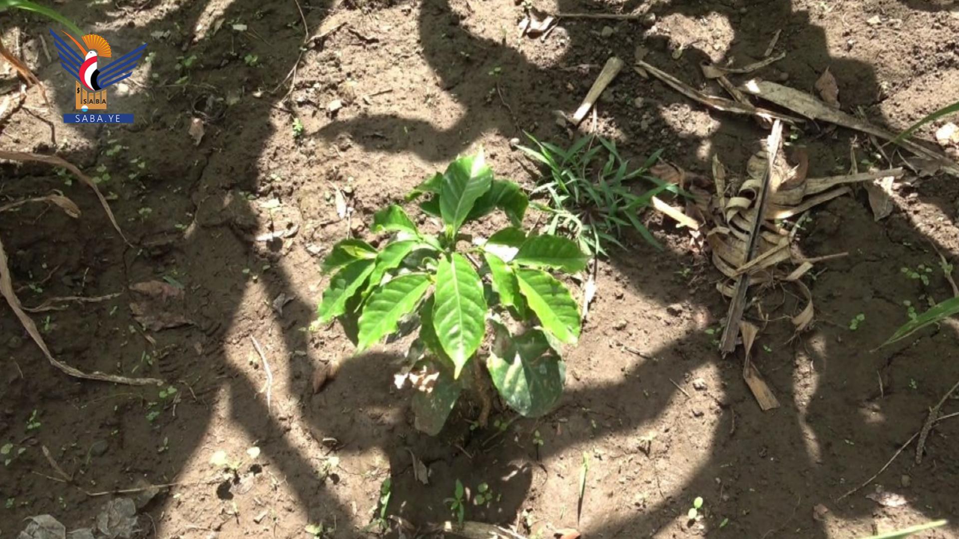 Tendencias hacia el cultivo de café en lugar de qat en la Gobernación de Saná - Al-Haymah Al-Dakhiliyah es un modelo