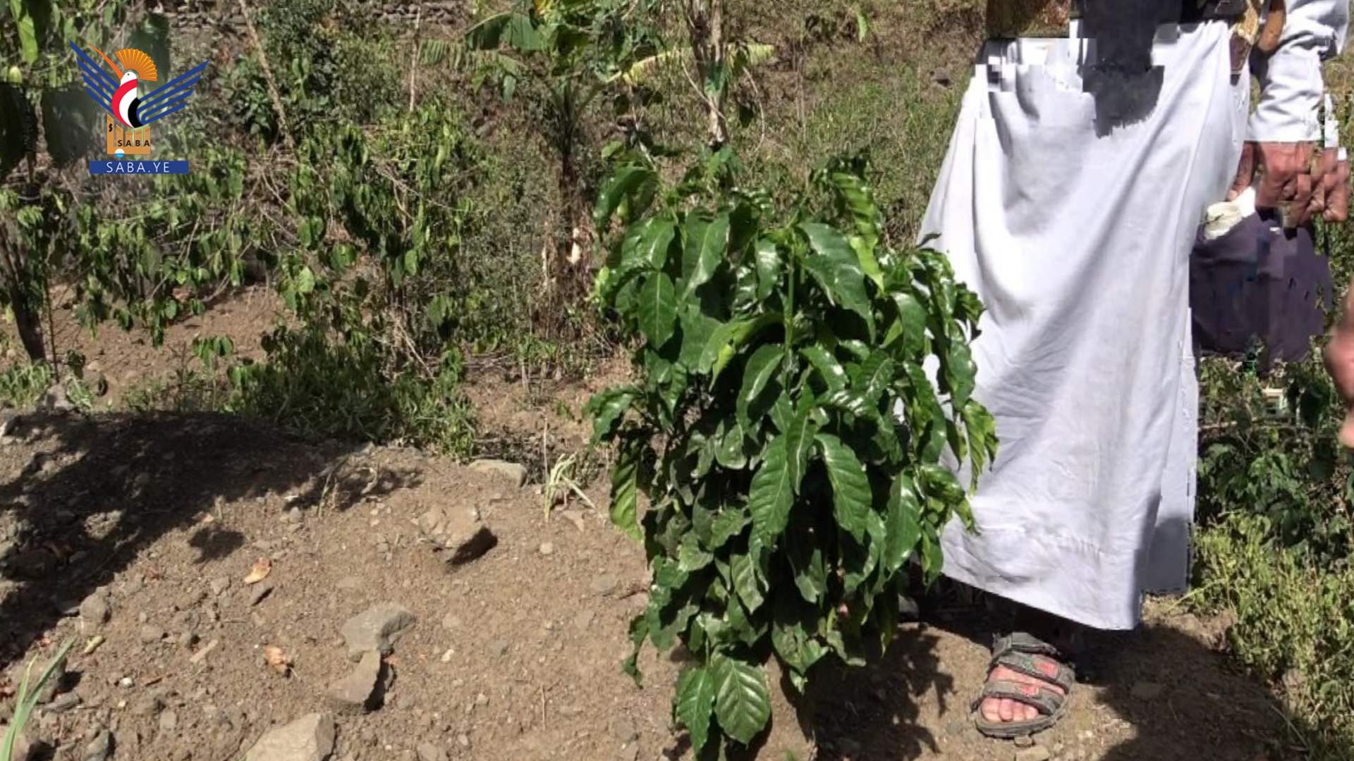 Tendencias hacia el cultivo de café en lugar de qat en la Gobernación de Saná - Al-Haymah Al-Dakhiliyah es un modelo