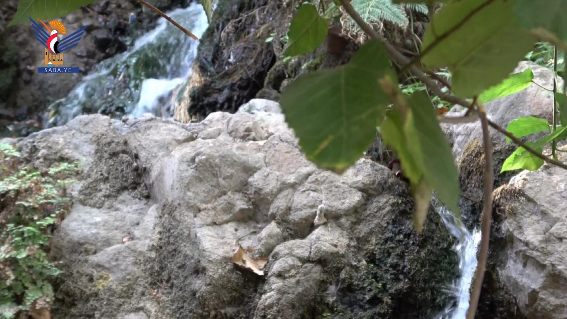 Tendencias hacia el cultivo de café en lugar de qat en la Gobernación de Saná - Al-Haymah Al-Dakhiliyah es un modelo