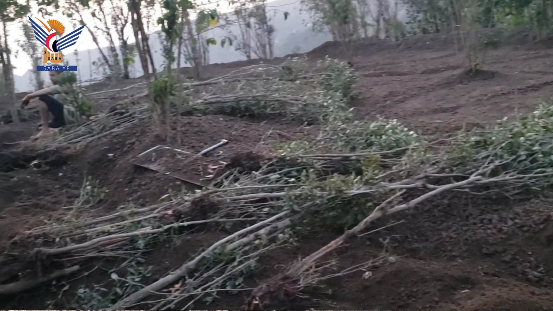 Tendencias hacia el cultivo de café en lugar de qat en la Gobernación de Saná - Al-Haymah Al-Dakhiliyah es un modelo