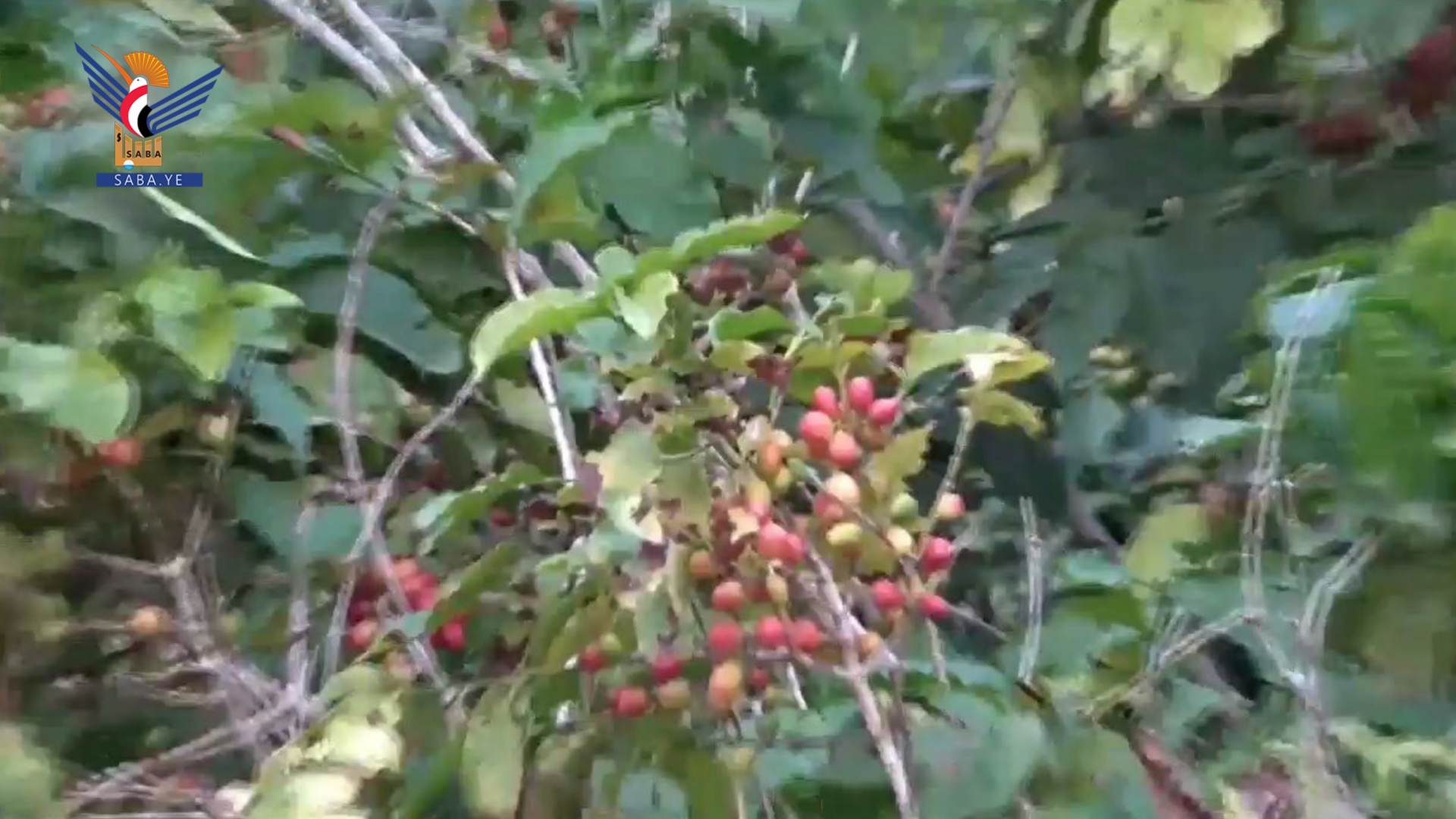 Tendencias hacia el cultivo de café en lugar de qat en la Gobernación de Saná - Al-Haymah Al-Dakhiliyah es un modelo