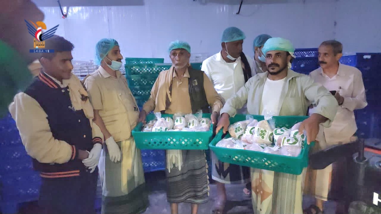 Sector avícola en Hodeidah: Amplio movimiento hacia la autosuficiencia y la producción estable