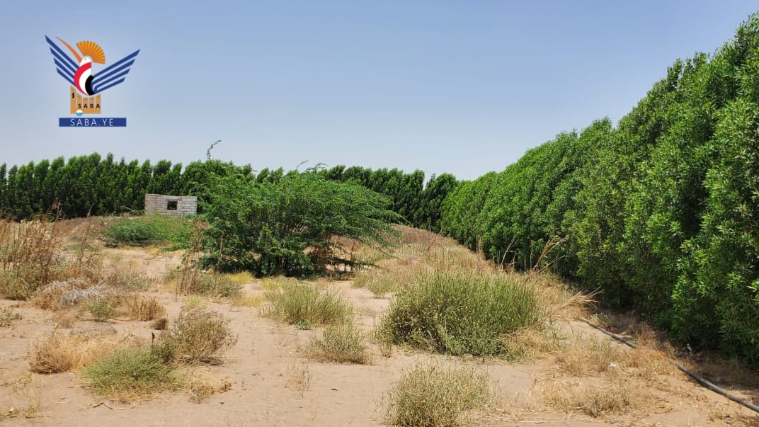 El Proyecto Cinturón Verde en Hodeidah: numeros y logros que sientan las bases para una nueva etapa medioambiental