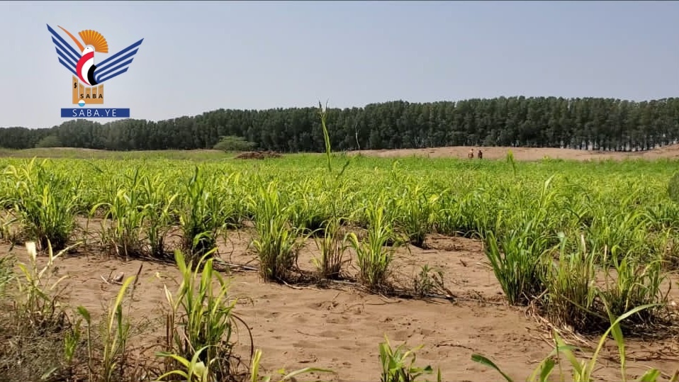 El Proyecto Cinturón Verde en Hodeidah: numeros y logros que sientan las bases para una nueva etapa medioambiental