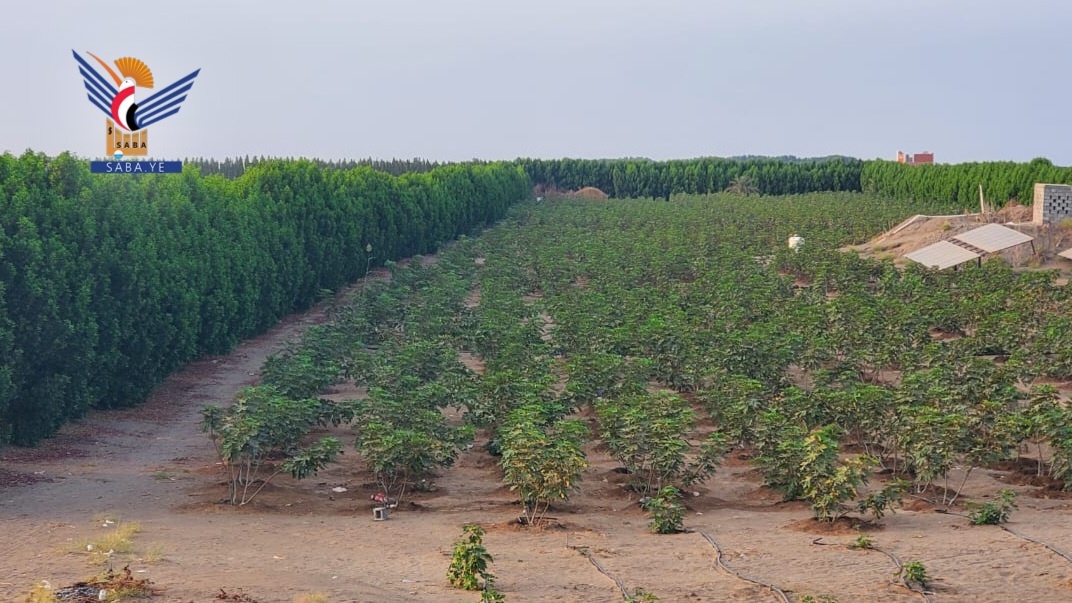 El Proyecto Cinturón Verde en Hodeidah: numeros y logros que sientan las bases para una nueva etapa medioambiental