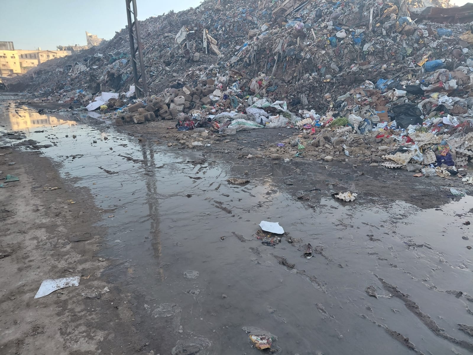 Roedores e insectos en la Franja de Gaza: Una amenaza real de desastre sanitario y ambiental para los residentes