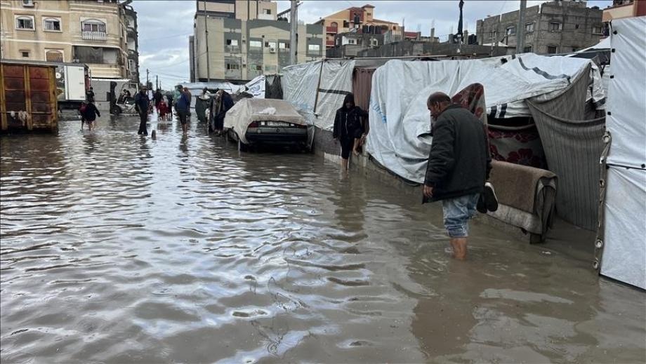 Roedores e insectos en la Franja de Gaza: Una amenaza real de desastre sanitario y ambiental para los residentes