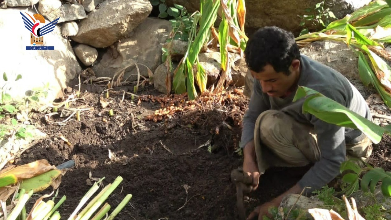 Al Mahwit: El cultivo de cúrcuma en Malhan es un paso prometedor hacia la mejora de las fuentes de ingresos de las familias rurales.