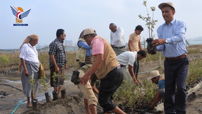 Lanzamiento de una iniciativa para plantar 1000 plántulas de manglar en la costa de Manzar, Hodeidah