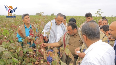 Gobernador de Hodeidah inaugura la cosecha de algodón en el distrito de Al-Duhay
