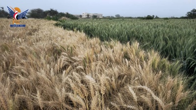 La Gobernación de Al-Jawf experimenta un renacimiento agrícola sin precedentes gracias a la Revolución del 21 de septiembre