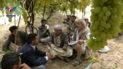 Sana'a.. Ein großer Tag für Weinbauern im zentralen Tal von Sanhan und Bani Bahloul