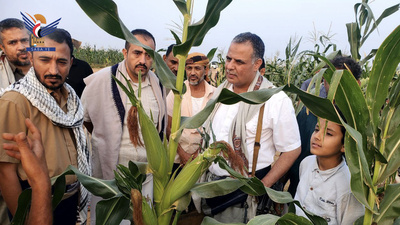 محافظ حجة يطلّع على مزارع الذرة والطماطم في عبس