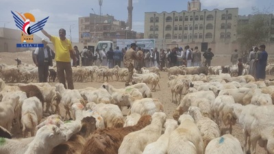 La Secretaria de Sana'a envía animales para el sacrificio de Eid al-Adha a los combatientes en el frente