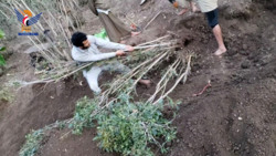 Tendencias hacia el cultivo de café en lugar de qat en la Gobernación de Saná - Al-Haymah Al-Dakhiliyah es un modelo