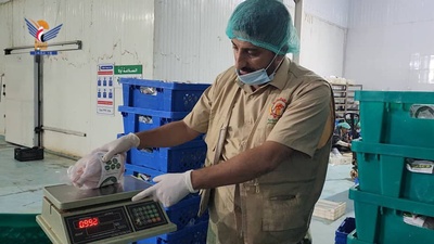 Sector avícola en Hodeidah: Amplio movimiento hacia la autosuficiencia y la producción estable