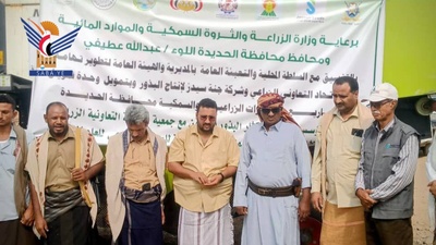 بدء حصاد محصول الذرة الشامية بمديرية الحجيلة في الحديدة