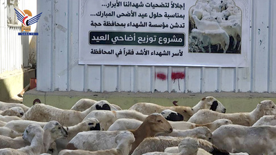 Hajjah lanza proyecto de distribución de animales para el sacrificio de Eid al-Adha a las familias de los mártires