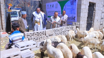 Lanzamiento del proyecto de carneros de sacrificio en la gobernación de Sana'a